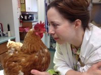 Doctor Examining Chicken at Exotic Animal Clinic